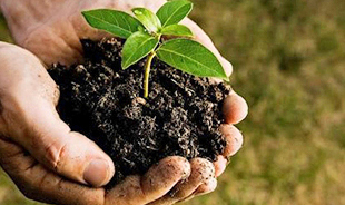 Hands, Earth, Plant